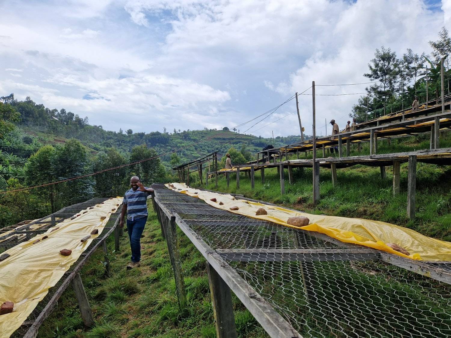 Rwanda - Intango VIllage lot - Filter - Washed - obrazek 8