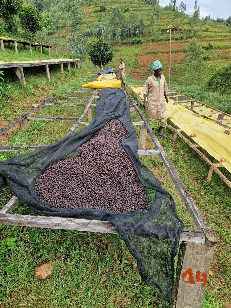 Rwanda - Intango VIllage lot - Filter - Washed - obrazek 3