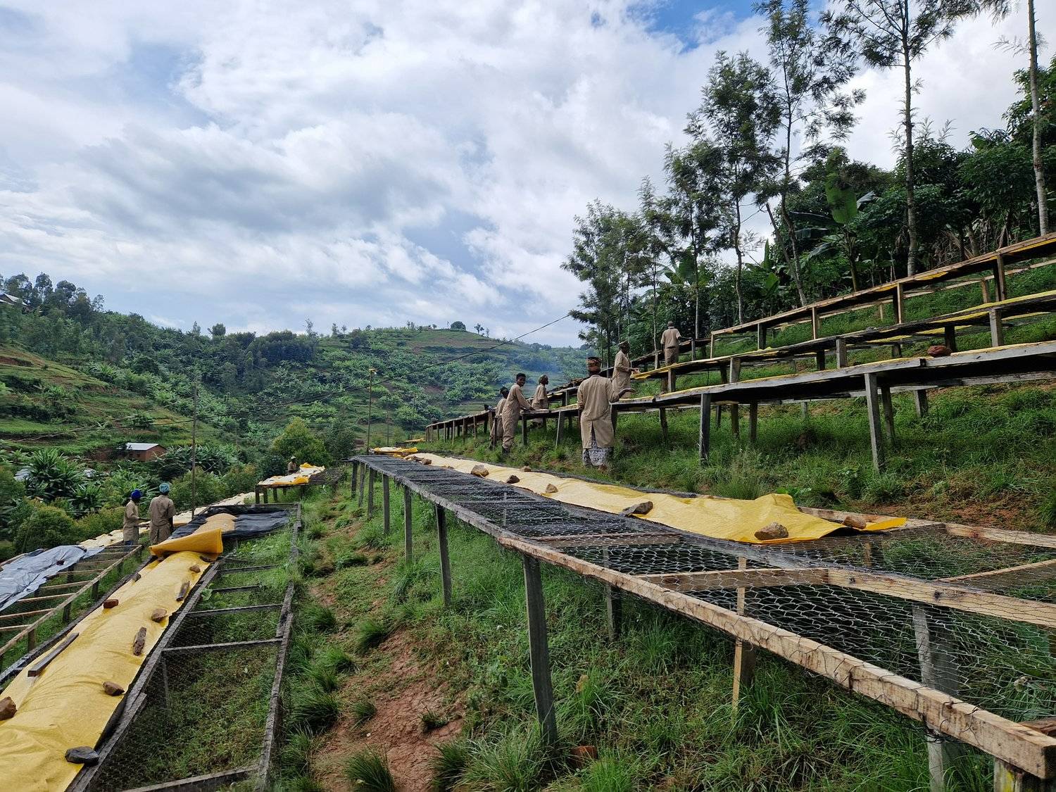 Rwanda - Intango VIllage lot - Filter - Washed - obrazek 9