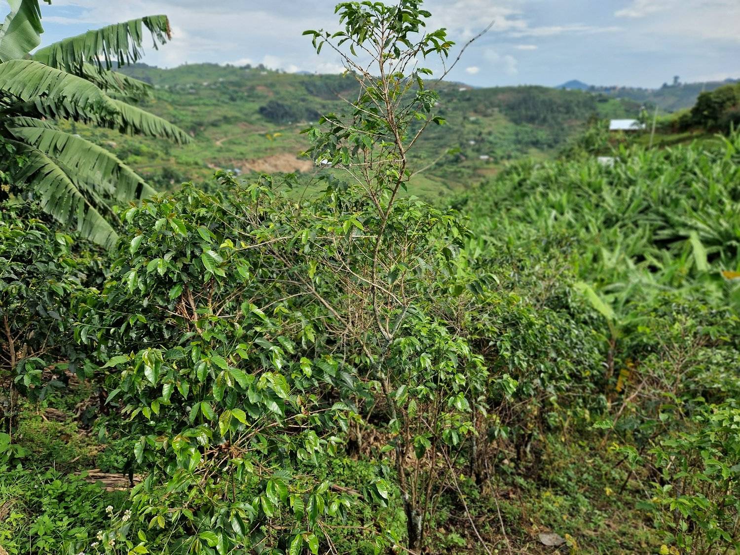 Rwanda - Intango VIllage lot - Filter - Washed - obrazek 15