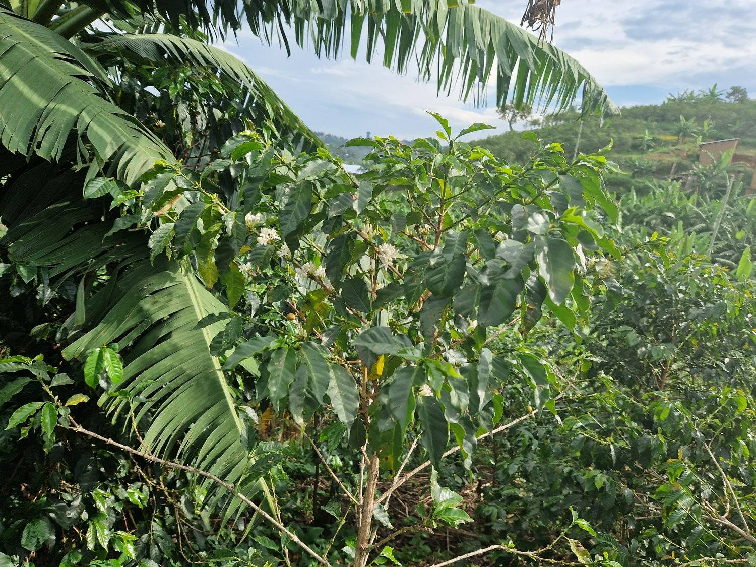 Rwanda - Intango VIllage lot - Filter - Washed - obrazek 16