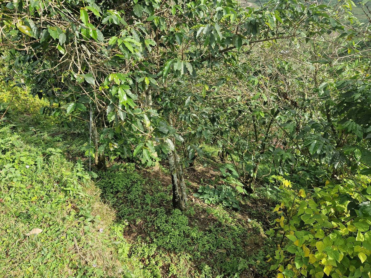 Rwanda - Intango VIllage lot - Filter - Washed - obrazek 17