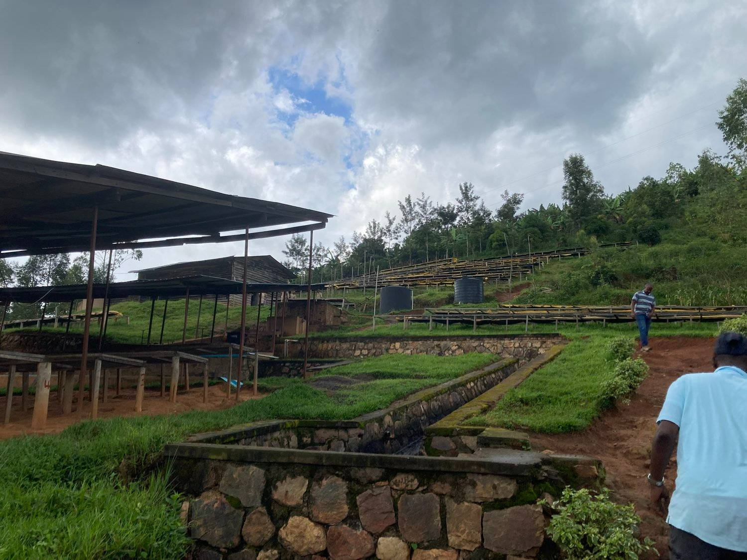 Rwanda - Intango VIllage lot - Filter - Washed - obrazek 11