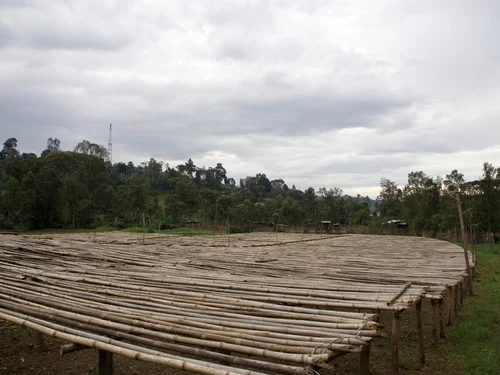 Ethiopia Mocca - Alemayehu Gosaye - Espresso - Natural - obrazek 11