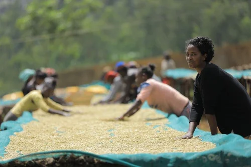 Ethiopia Mocca - Alemayehu Gosaye - Espresso - Natural - obrazek 12