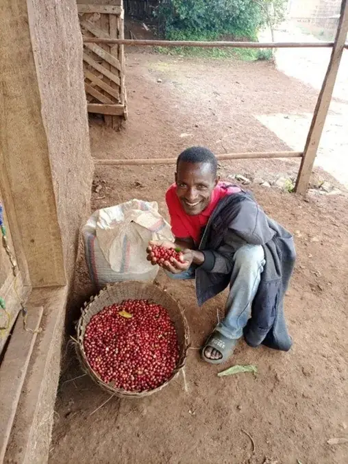 Alemayehu Gosaye z owocami kawy, Yirgacheffe, Etiopia