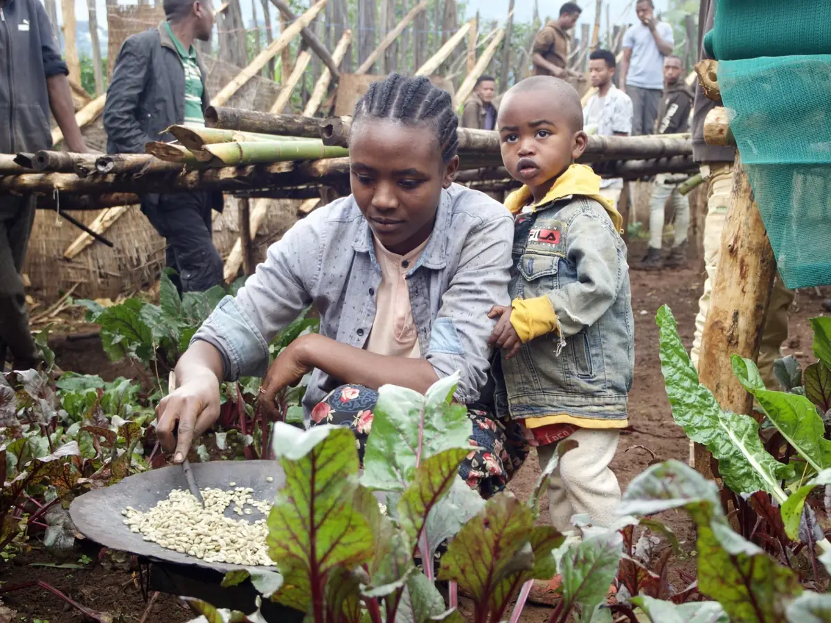 Sortowanie kawy, Yirgacheffe, Etiopia
