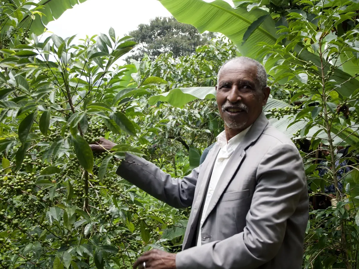 Wśród kawowców, Yirgacheffe, Etiopia